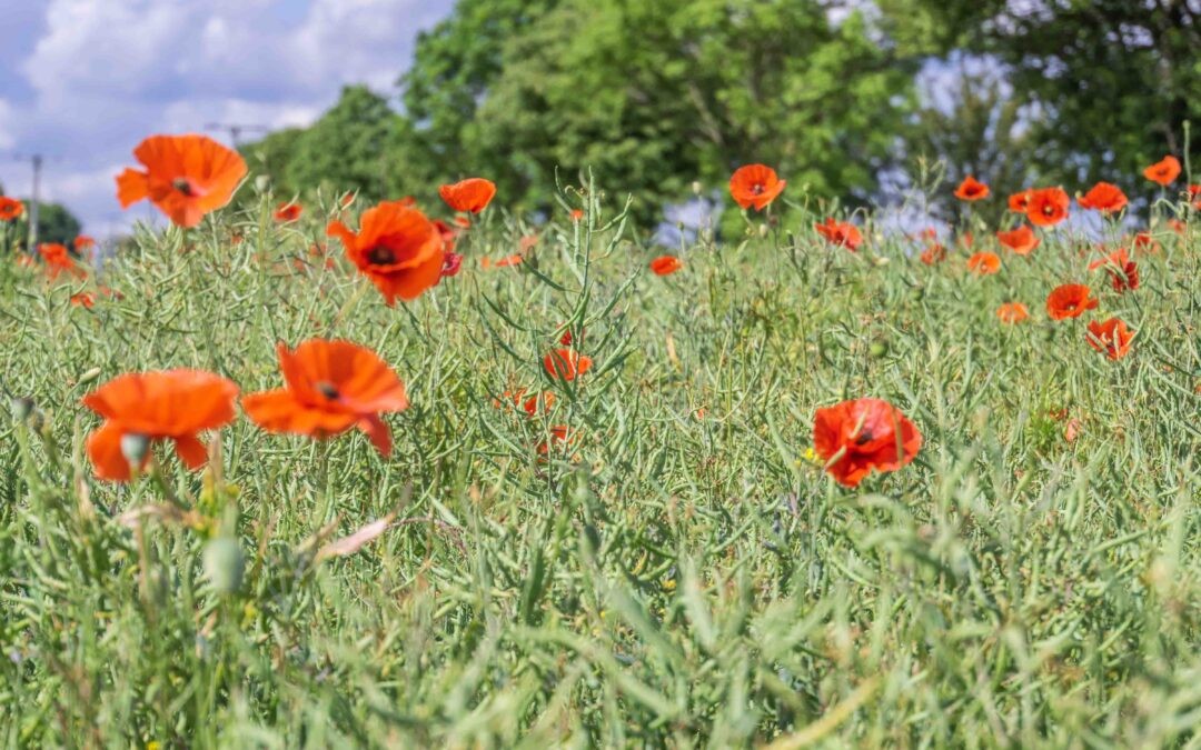 Searching for Tall Poppies – Why We Need to Champion Health Innovators