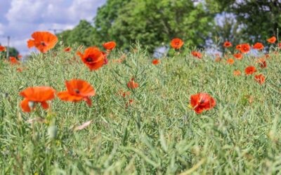 Searching for Tall Poppies – Why We Need to Champion Health Innovators